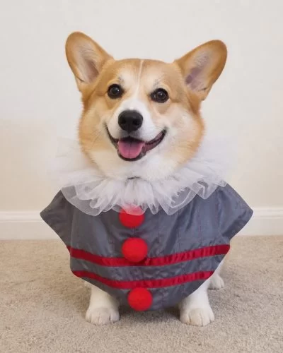 Halloween Clown